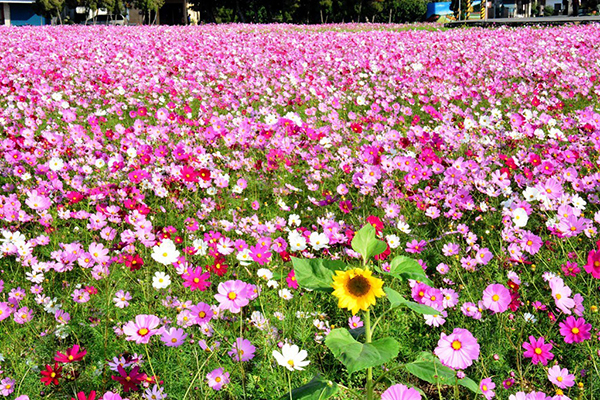 波斯菊